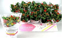 Каланхоэ красный - Kalanchoe  D10 H24