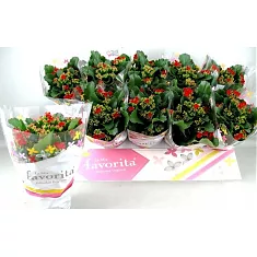 Каланхоэ красный - Kalanchoe  D10 H24