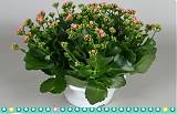 Каланхоэ розовый в плошке - Kalanchoe Pink D23 H30
