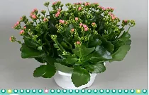 Каланхоэ розовый в плошке - Kalanchoe Pink D23 H30