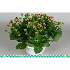 Каланхоэ розовый в плошке - Kalanchoe Pink D23 H30