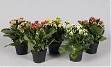 Каланхоэ микс - Kalanchoe  Calandiva D10 H26