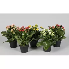 Каланхоэ микс - Kalanchoe  Calandiva D10 H26