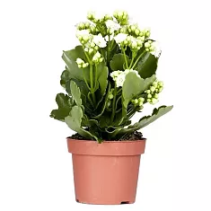 Каланхоэ белый - Kalanchoe Originals White Cora D12 H25