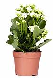 Каланхоэ белый - Kalanchoe Originals White Cora D12 H25