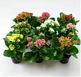 Каланхоэ - Kalanchoe mix D10 H22