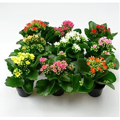 Каланхоэ - Kalanchoe mix D10 H22