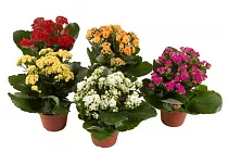 Каланхоэ Каландива микс - Kalanchoe Calandiva D12 H26
