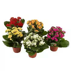 Каланхоэ Каландива микс - Kalanchoe Calandiva D12 H26