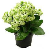 Каланхоэ Каландива белый - Kalanchoe Calandiva White D12 H25