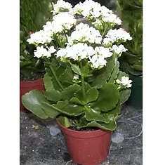 Каланхоэ Каландива белый - Kalanchoe Calandiva White D23 H30
