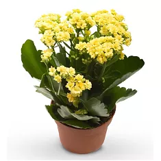 Каланхоэ Каландива желтый - Kalanchoe Calandiva Yellow D23 H30