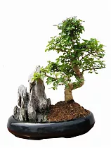 Бонсай Лигуструм с камнем D18 H25