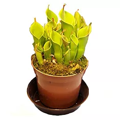 Гелиамфора - Heliamphora D9 H15