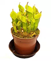Гелиамфора - Heliamphora D9 H15