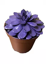 Эхеверия Миранда - Echeveria Miranda D9 H12