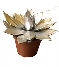 Эхеверия Миранда - Echeveria Miranda D9 H12