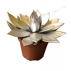 Эхеверия Миранда - Echeveria Miranda D9 H12