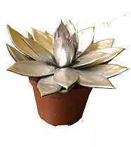 Эхеверия Миранда - Echeveria Miranda D9 H12