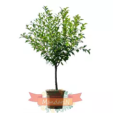 Мускатный орех - Myristica fragrans D21 H80