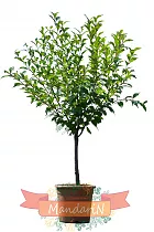 Мускатный орех - Myristica fragrans D21 H80