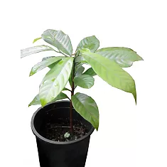 Мускатный орех -  Myristica fragrans D16 H50
