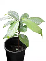 Мускатный орех -  Myristica fragrans D16 H50