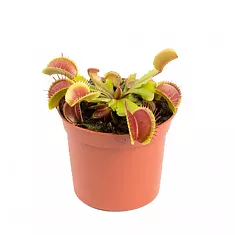 Венерина мухоловка — Dionaea Muscipula D9 H12