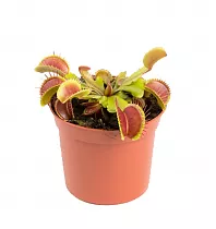 Венерина мухоловка — Dionaea Muscipula D9 H12