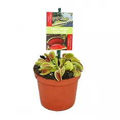 Венерина мухоловка — Dionaea Muscipula D8 H10