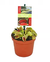 Венерина мухоловка — Dionaea Muscipula D8 H10