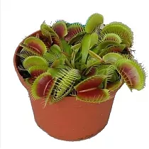 Венерина мухоловка — Dionaea Muscipula D9 H12