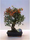 Бонсай Пираканта - Bonsai Pyracantha D25 H50