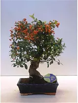 Бонсай Пираканта - Bonsai Pyracantha D25 H50