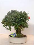 Бонсаи Пираканта D32 H45