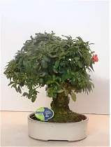 Бонсаи Пираканта D32 H45