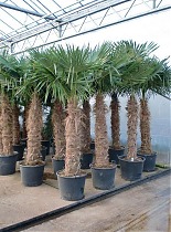Пальма Трахикарпус - Trachycarpus D58 H250