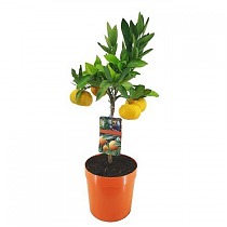 Апельсиновое дерево - Citrus sinensis D21 H70