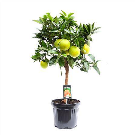 Апельсиновое дерево - Citrus sinensis D21 H85