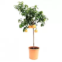 Цитрус Грейпфрут - Citrus paradisi D40 H160