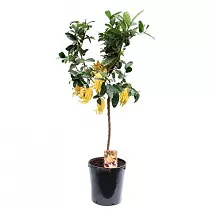 Рука Будды или Цитрон пальчатый - Citrus medica D46 H180