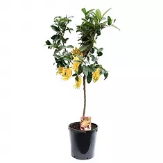 Рука Будды или Цитрон пальчатый - Citrus medica D46 H180