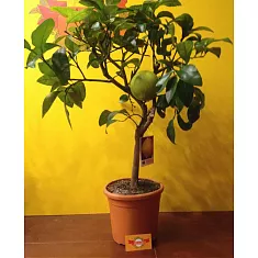 Цитрус Бергамот - Citrus bergamia D21 H70
