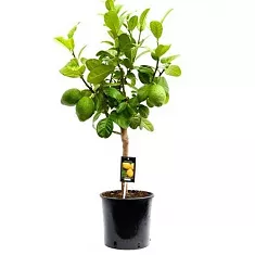 Цитрус Бергамот - Citrus bergamia D22 H85