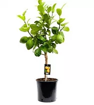 Цитрус Бергамот - Citrus bergamia D22 H85