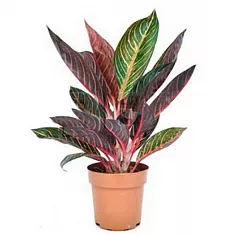 Аглаонема Копенгаген- Aglaonema 'Copenhagen'. D14 H35