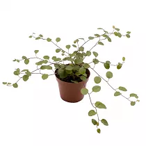 Мюленбекия спутанная - Muehlenbeckia complexa  D9 H15
