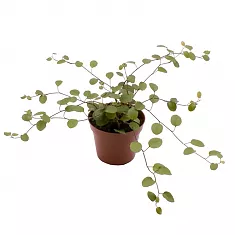 Мюленбекия спутанная - Muehlenbeckia complexa  D9 H15