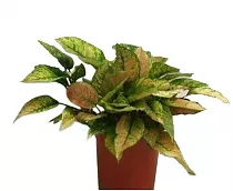 Аглаонема Динамик Руби - Aglaonema 'Dynamic Ruby' D10 H20