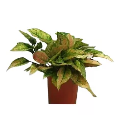 Аглаонема Динамик Руби - Aglaonema 'Dynamic Ruby' D10 H20